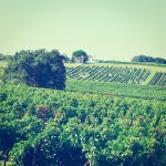 Vinothérapie Bordeaux